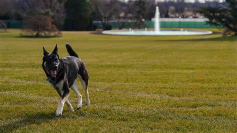 abc/first dogs major and champ arrive at the white house